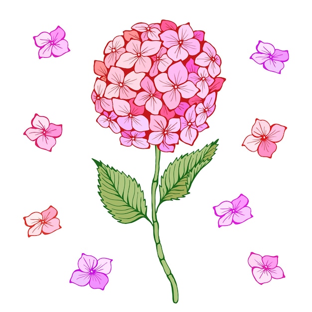 Fleur d'hortensia Tige et feuilles de pétales rouges violets roses Illustration vectorielle dessinée à la main isolée pour l'emballage cosmétique Bel joli élément de peinture pour carte d'impression de conception