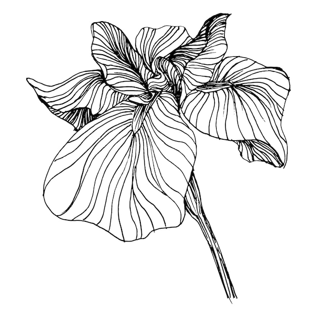 Fleur d'iris Fleur botanique florale Élément d'illustration isolé Main vectorielle dessin de fleurs sauvages pour le cadre ou la bordure de motif d'emballage de texture de fond