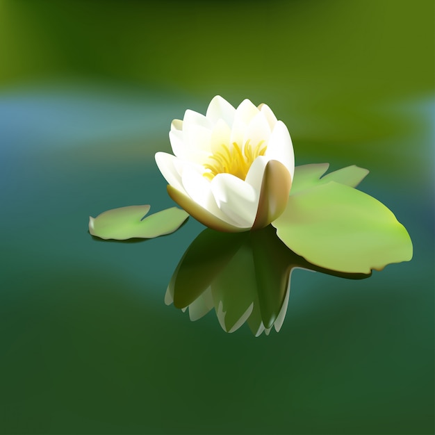 Vecteur fleur de lotus blanc