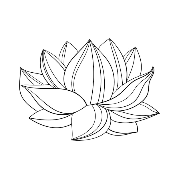 La Fleur De Lotus Est Un Grand Dessin Simple De Bourgeon Ouvert D'un Lotus Avec Des Pétales Incurvés