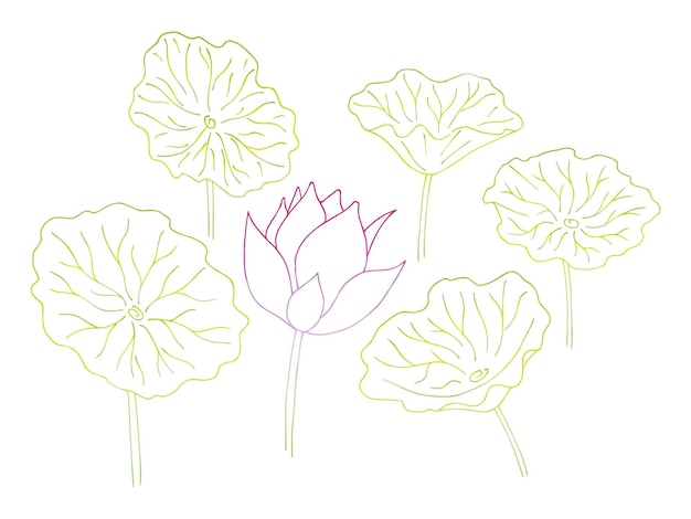 Fleur de lotus et feuille illustration botanique dessinée à la main