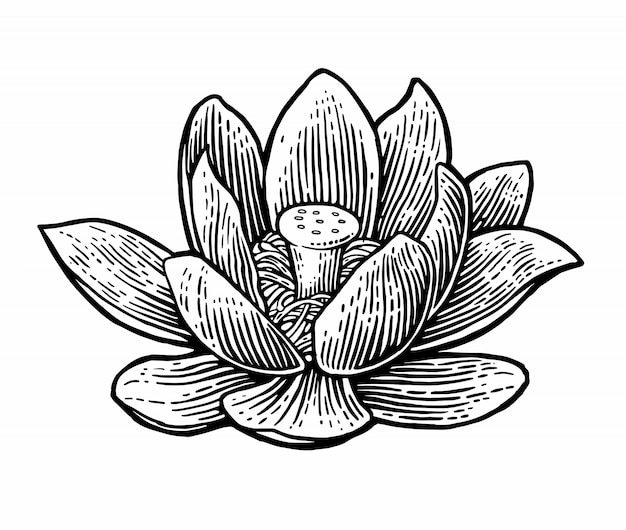 Fleur De Lotus. Illustrations.