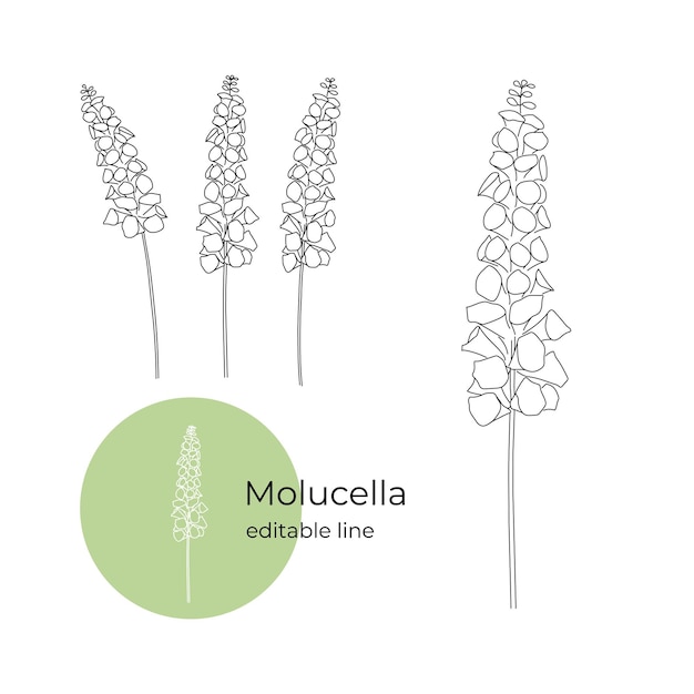 Fleur De Moluccella Dessinée Dans Un Style Minimaliste Ligne Modifiable