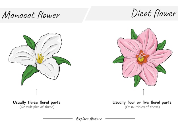 Vecteur fleur de monocotylédone et fleur de dicotylédone