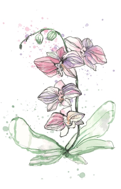 Vecteur fleur d'orchidée aquarelle isolé sur fond blanc illustration dessinée à la main