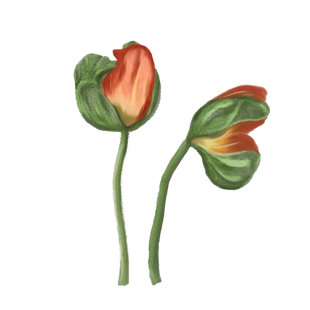 Vecteur fleur de pavot aquarelle illustration botanique vectorielle vintage