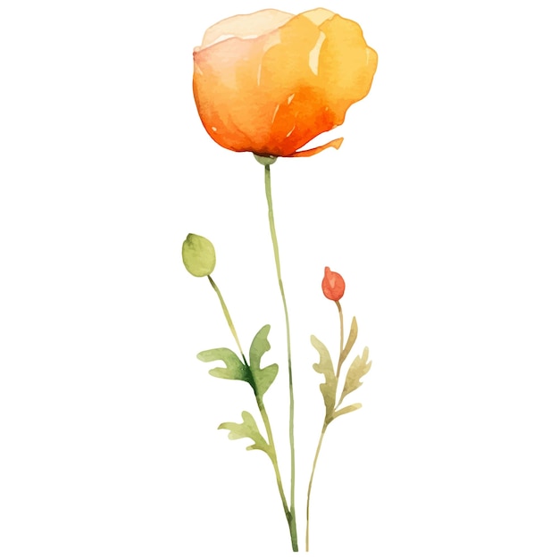 Fleur de pavot peinte à l'aquarelle vectorielle élément de conception dessiné à la main isolé sur fond blanc