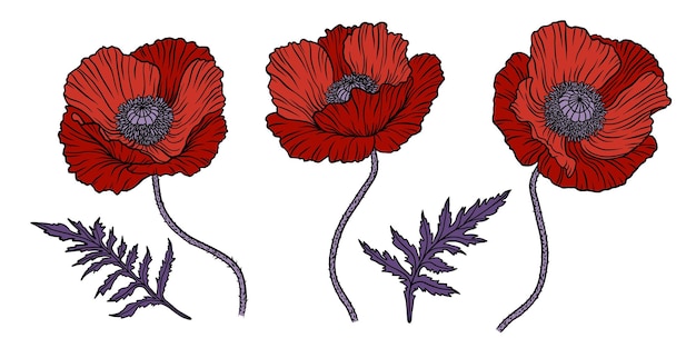 Fleur De Pavot Rouge Papaver Tige Et Feuille éléments Pour La Conception De La Journée Anzac Illustration Vectorielle De Dessin Au Trait Dessinés à La Main Isolé Sur Fond Blanc