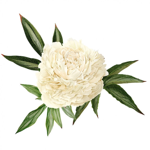 Fleur De Pivoine Blanche Avec Des Feuilles