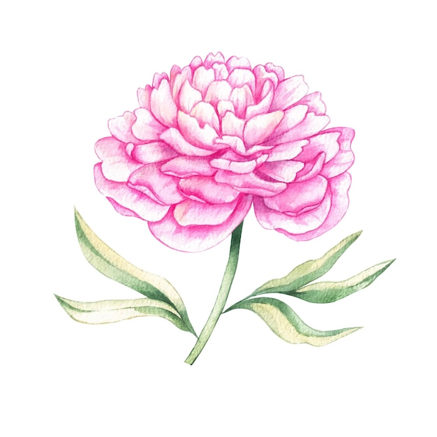 Fleur de pivoine rose aquarelle isolé sur fond blanc