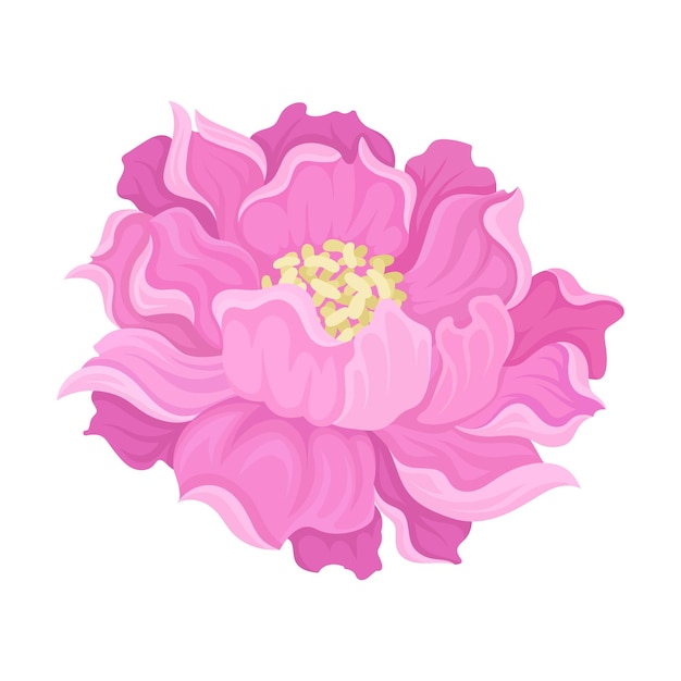 Fleur De Pivoine Rose En Fleur Avec Un Noyau Jaune Illustration Vectorielle Sur Fond Blanc