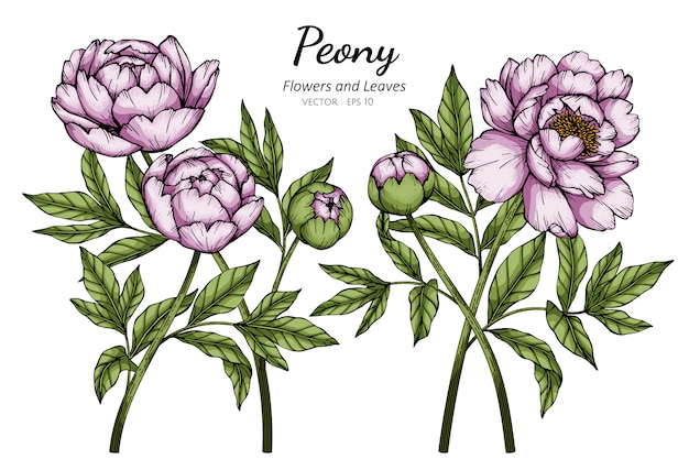 Fleur De Pivoine Rose Et Illustration De Dessin De Feuille