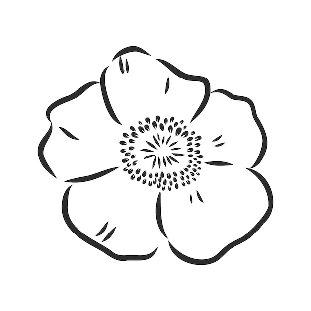 Fleur De Pivoine De Vecteur Isolé Sur Fond Blanc élément De Conception Dessinée à La Main