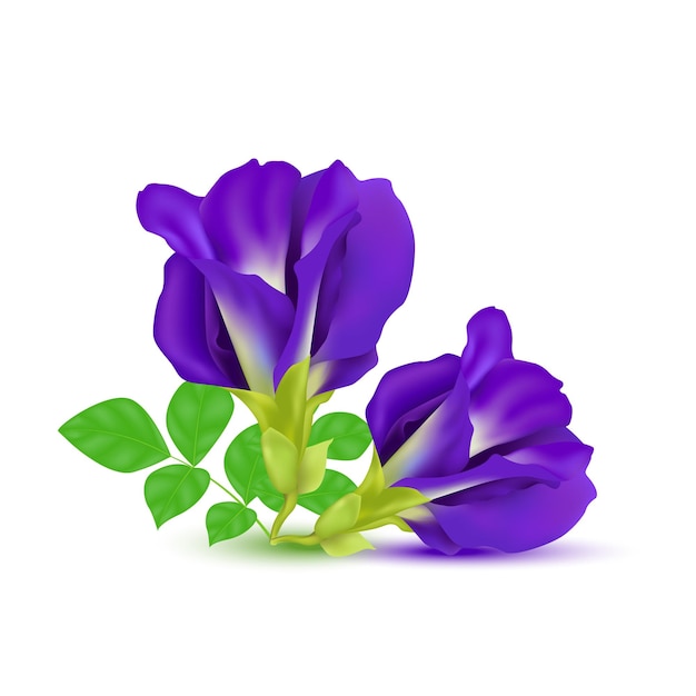 Fleur de pois bleu ou pois papillon violet avec des feuilles isolées sur fond blanc