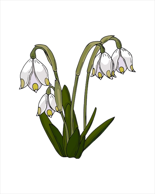 Fleur de printemps Leocojum Galanthus main couleur croquis dessin style griffonnage isolé sur fond blanc