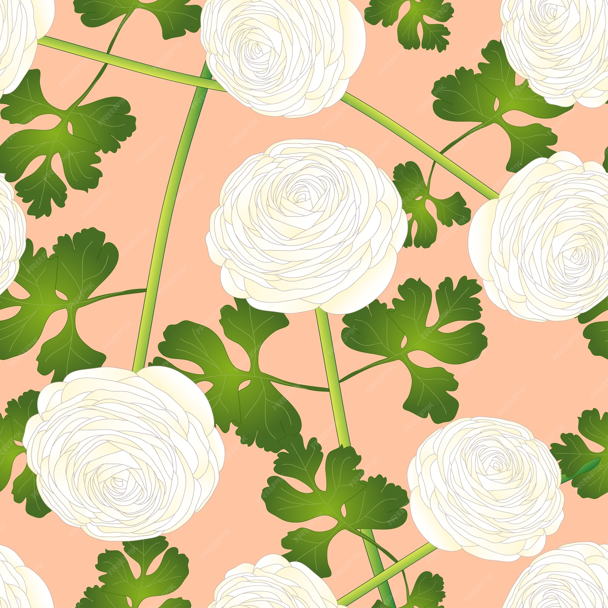 Fleur De Renoncule Blanche Sur Fond Rose Saumon. | Vecteur Premium