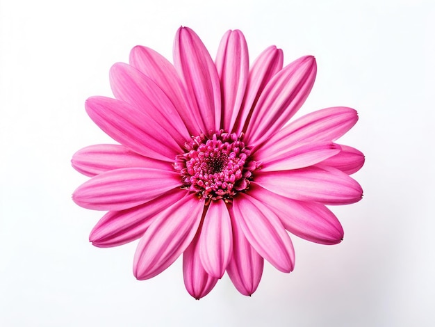 une fleur rose avec un centre rose qui dit rose