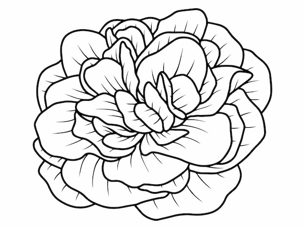 fleur Rose croquis dessin au trait