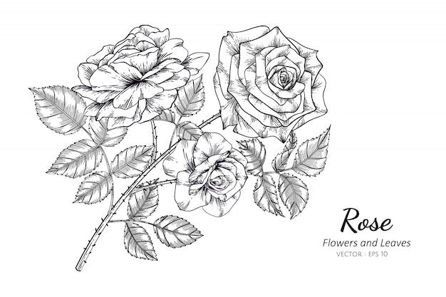 Fleur rose dessin illustration avec l'art en ligne sur fond blanc.