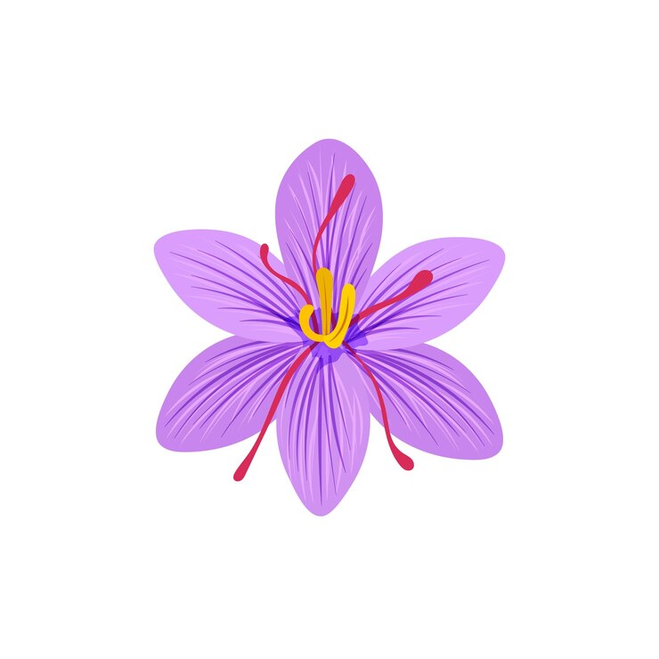 Vecteur fleur de safran illustration vecteur safran isolé sur fond blanc
