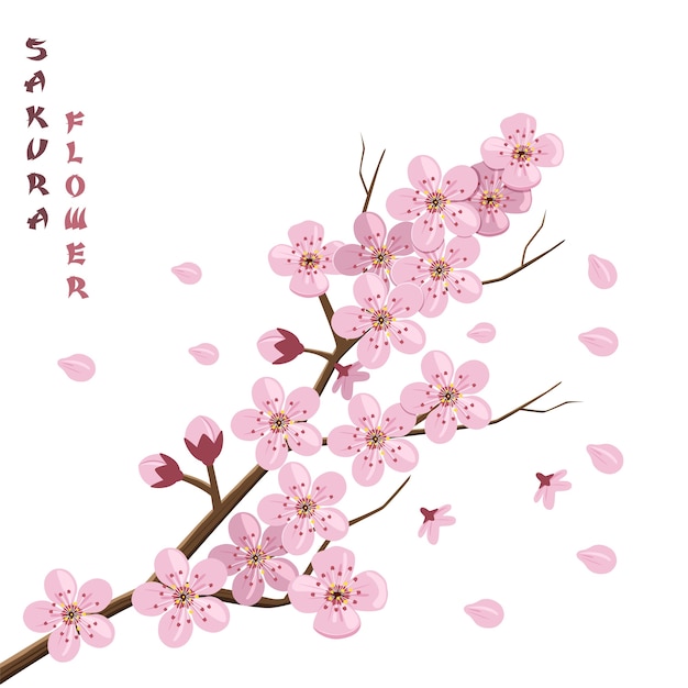 Vecteur fleur de sakura cerisier japonais