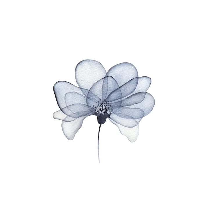 Vecteur fleur sèche aquarelle gris bleu transparent
