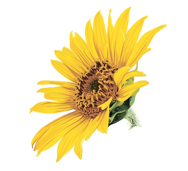 Fleur de tête de tournesol isolée sur fond blanc. Illustration vectorielle de tournesol.