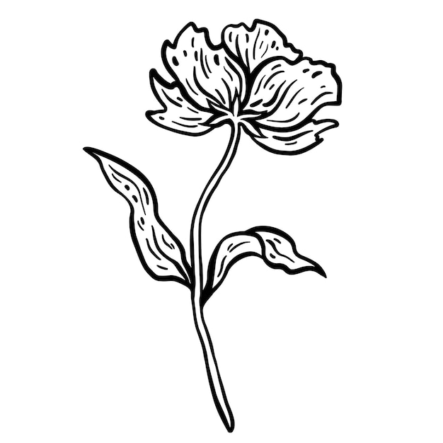 Vecteur fleur avec tige et feuilles. illustration vectorielle dessinés à la main. croquis monochrome à l'encre noir et blanc.