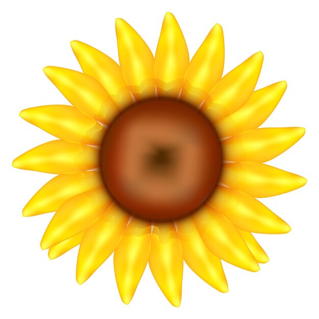Vecteur fleur de tournesol fleur d'été réaliste avec des pétales jaunes