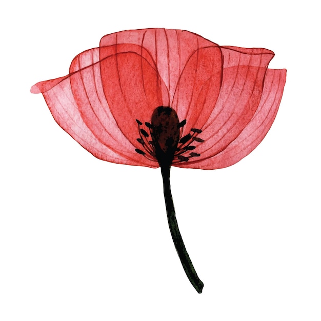 Fleur Transparente Aquarelle. Composition De Coquelicot Rouge Isolé Sur Fond Blanc.