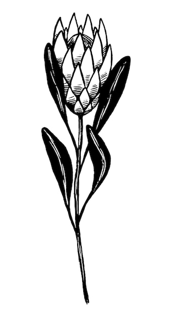 Fleur Tropicale De Protea. Illustration Vectorielle De Plantes Exotiques. Clipart Botanique Vintage Isolé Sur Blanc. élément Abstrait Pour La Conception, Les Cartes, L'impression, La Décoration.