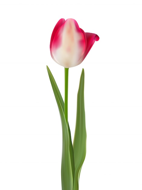 Vecteur fleur de tulipe rose isolé sur blanc