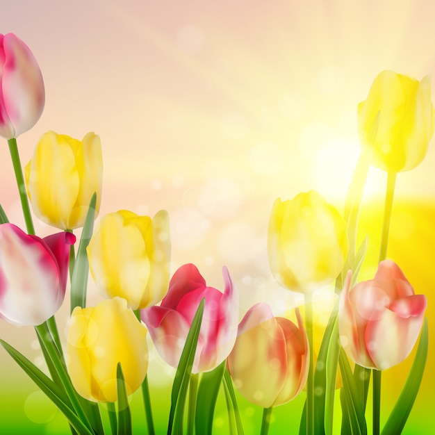 Fleur de tulipes de beauté de printemps.