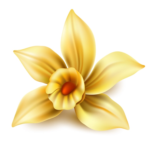 fleur de vanille réaliste ou narcisse jaune