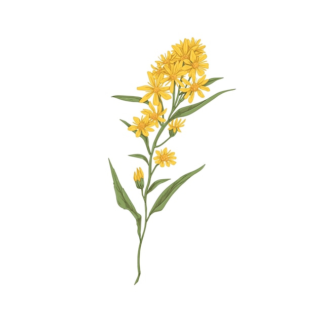Fleur de verge d'or sauvage. Dessin botanique vintage de plante florale médicale. Solidago nemoralis, herbe des prés. Fleurs sauvages en fleurs réalistes. Illustration vectorielle dessinée à la main isolée sur fond blanc.