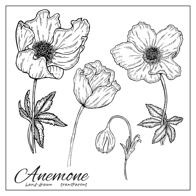 Fleurs d'anémone à l'encre dessinée à la main fleurs sauvages pour cartes d'invitation décoration de printemps et d'été salut