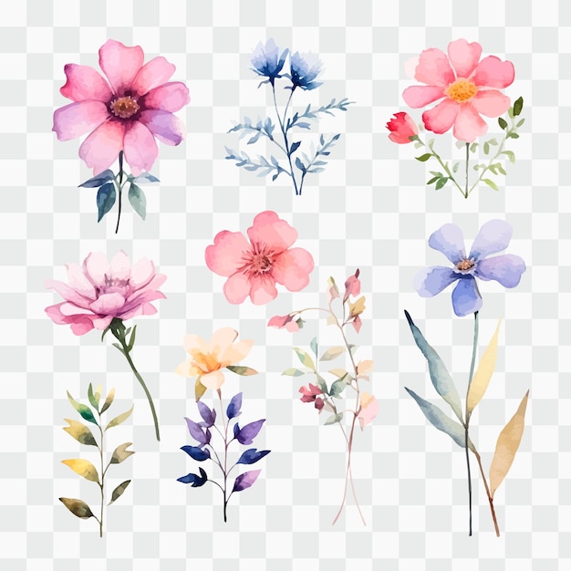 Fleurs aquarelles sur fond transparent