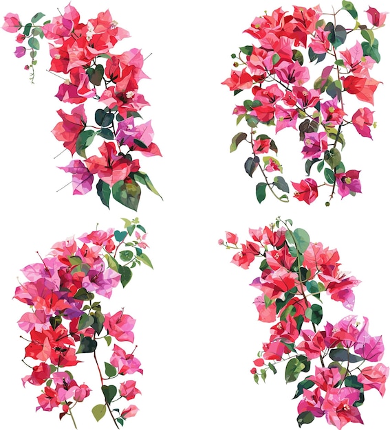 Les fleurs de bougainvillea sont des aquarelles isolées sur un fond blanc.