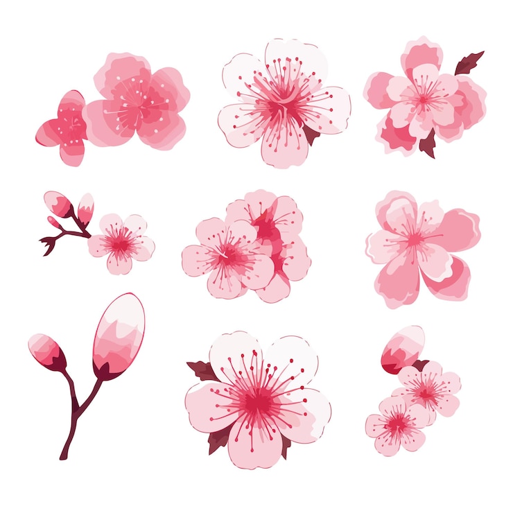 Vecteur les fleurs de cerise roses japonaises vecteur des fleurs de cirée japonaises sakura