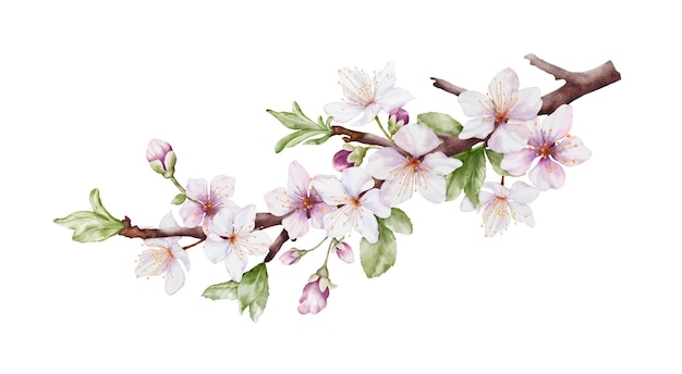 Vecteur les fleurs de cerisier à l'aquarelle fleurissent sur les branches