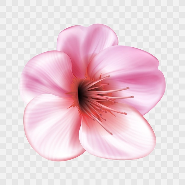 Fleurs de cerisier en fleurs réalistes transparentes de vecteur