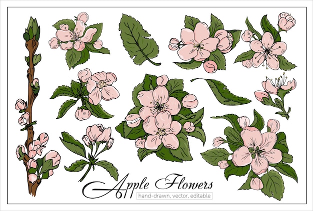 Fleurs De Cerisier Ou De Pomme En Fleurs Ensemble De Branches De Cerisier En Fleurs Vectorielles Dessinées à La Main Réalistes