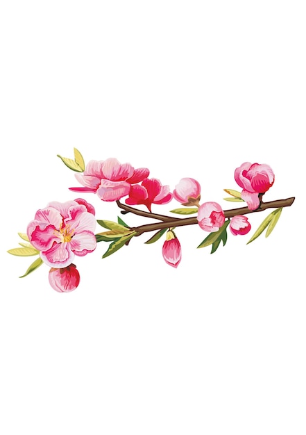 Fleurs de cerisier et de pomme isolés sur fond blanc Illustration vectorielle dans un style plat