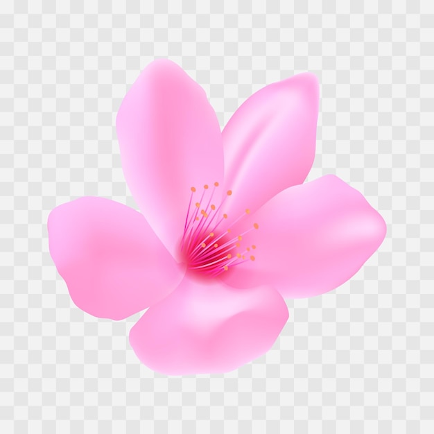 Fleurs de cerisier réalistes de vecteur sur fond transparent