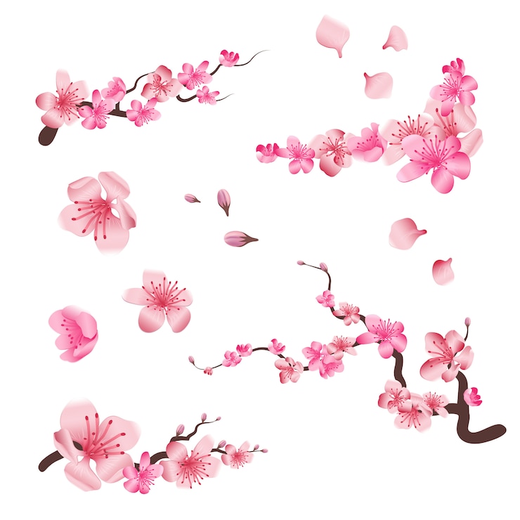 Vecteur fleurs de cerisier sakura au printemps