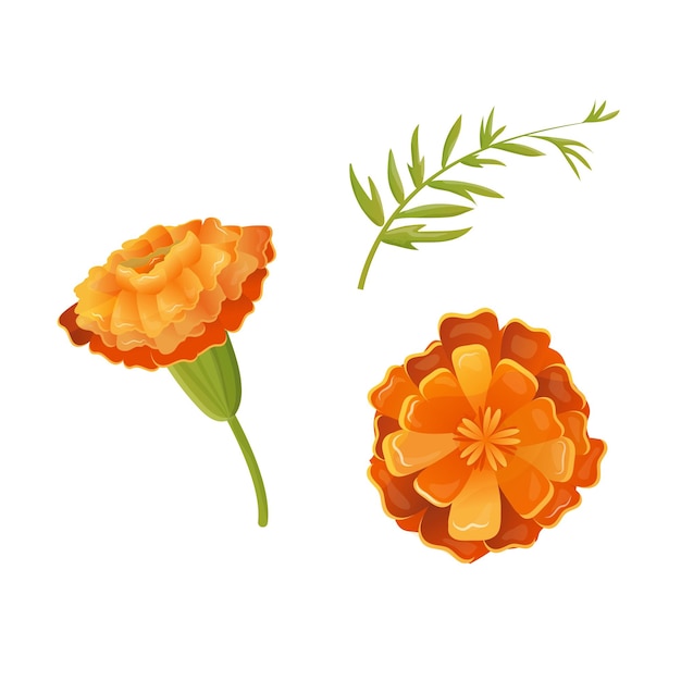 Les Fleurs De Clip Art, Les Fleurs De Marigold, Le Vecteur Du Bourgeon