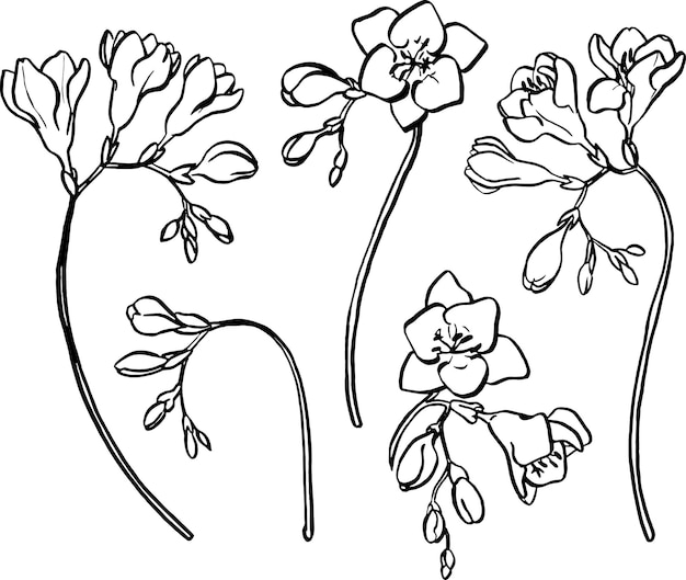 Vecteur fleurs de contour graphique de la frézie