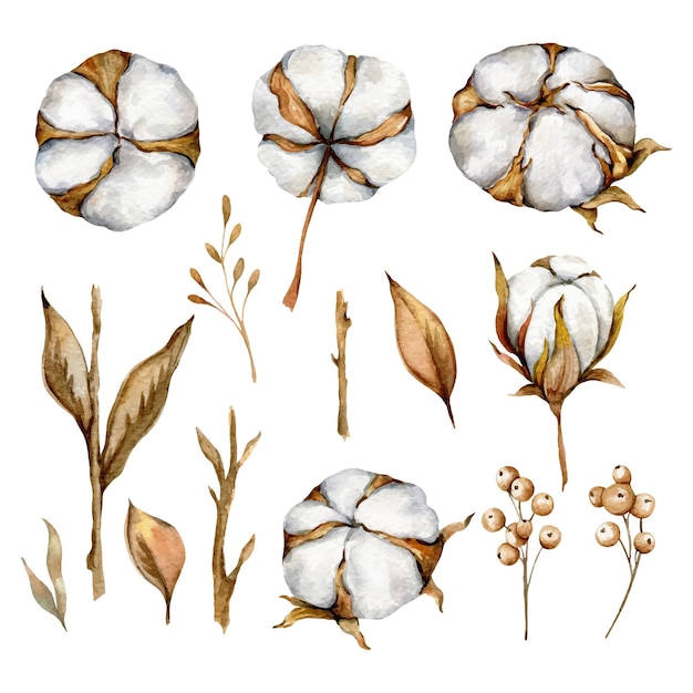 Fleurs de coton à l'aquarelle peintes à la main Set de boules de plantes de coton Illustration à l'aquarelle de coton