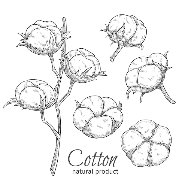 Fleurs de coton dessinées à la main.