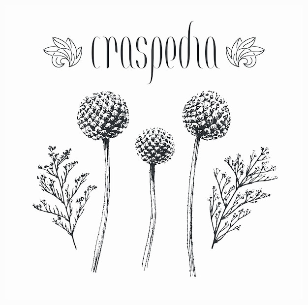 Fleurs De Craspedia Globosa Décoratives Isolées Noires, Bourgeons, Dessinés à La Main Par Des Plantes De Limonium D'encre.